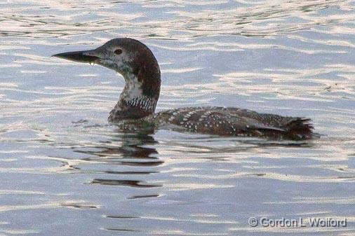 Loon In The Lake_22826.jpg - Common Loon (Gavia immer), photographed at Sturgeon Lake near Lindsay, Ontario Canada.